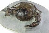 Very Nice Eocene Fossil Crab (Pulalius) - Washington State #375373-1